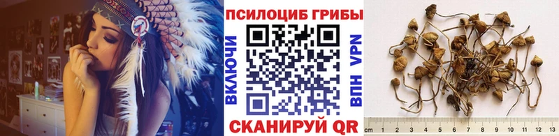Псилоцибиновые грибы Psilocybe хочу наркоту блэк спрут вход мориарти формула Глазов